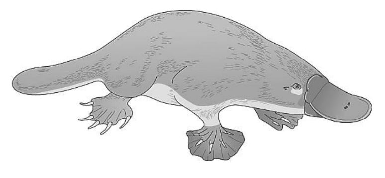 Zeichnung eines Schnabeltiers in Seitenansicht, grau, mit Schwimmhäuten und charakteristischem Schnabel